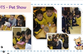 1. DTS - Pet Show